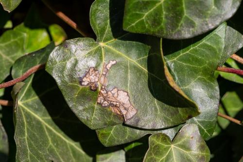 Cacoecimorpha pronubana